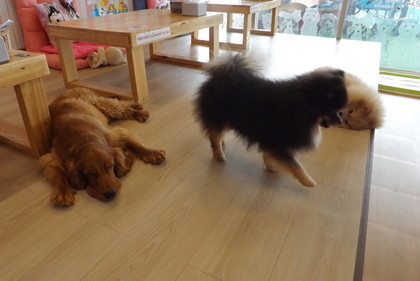 犬たち